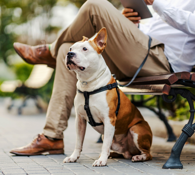 Broker-DogandManOutside Broker-DogandManOutside